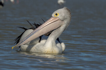 Australian Pelican in Queensland Australia