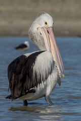 Australian Pelican in Queensland Australia