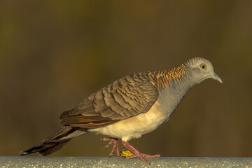 Bar-shouldered Dove in Queensland Australia