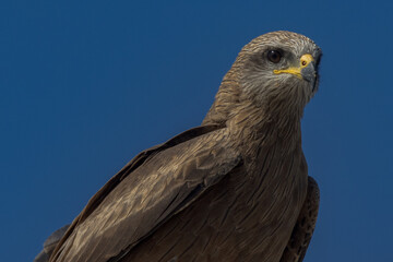 Black Kite in Queensland Australia