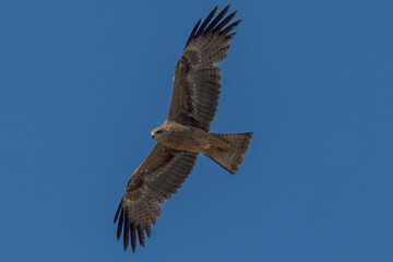 Obraz premium Black Kite in Queensland Australia