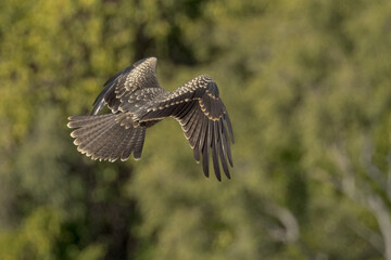 Black Kite in Queensland Australia