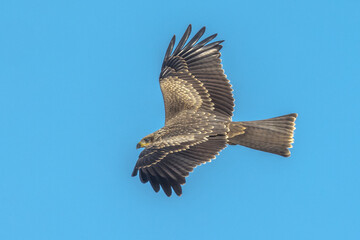 Black Kite in Queensland Australia