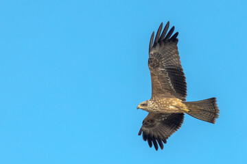 Black Kite in Queensland Australia
