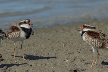 Black-fronted Dotterel in Queensland Australia