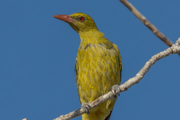 Green Oriole in Queensland Australia