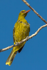 Green Oriole in Queensland Australia