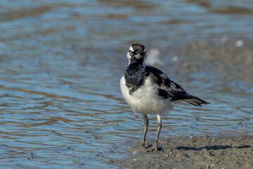 Magpie Lark in Queensland Australia