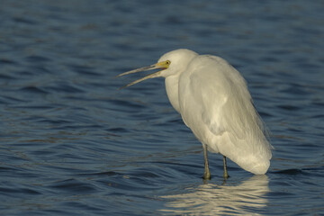 Little Egret in Queensland Australia