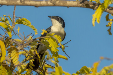 Paperbark Flycatcher in Queensland Australia