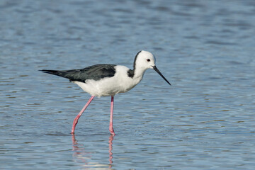 Pied Stilt in Queensland Australia