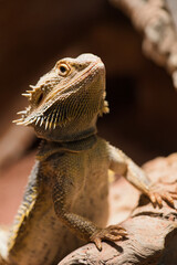 Bearded dragon -Bartagame - in terrarium proudly holds head upwards