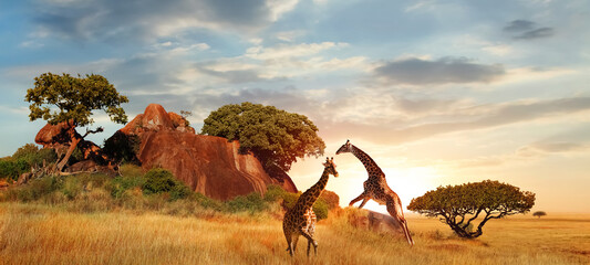 Giraffes in the African savanna at sunset. Serengeti National Park. Tanzania. Africa. Banner format. - obrazy, fototapety, plakaty