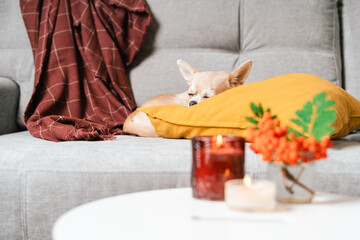 Funny puppy chihuahua lying on couch and pillow under plaid indoors. Cute Little dog home warming under blanket in cold fall autumn winter weather. Pet animal in living room with candle and decor.