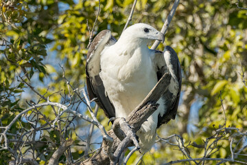 White-bellied Sea Eagle in Queensland Australia