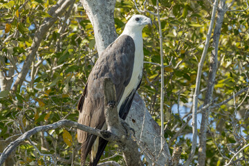 White-bellied Sea Eagle in Queensland Australia