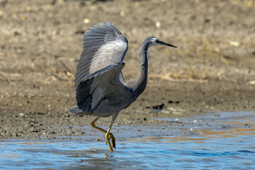 White-faced Heron in Queensland Australia