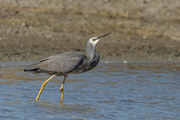 Fototapeta premium White-faced Heron in Queensland Australia