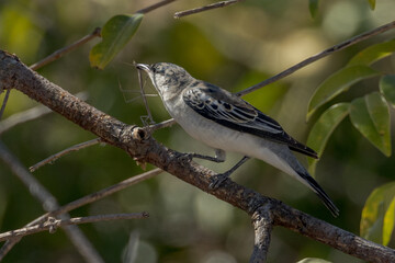 White-winged Triller in Queensland Australia