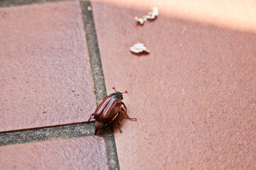 cockchafer walking on red ground