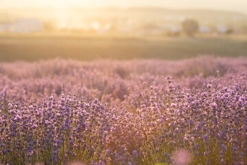 Fototapeta premium Lavender bushes closeup on sunset. Sunset gleam over purple flowers of lavender. Provence region of France.