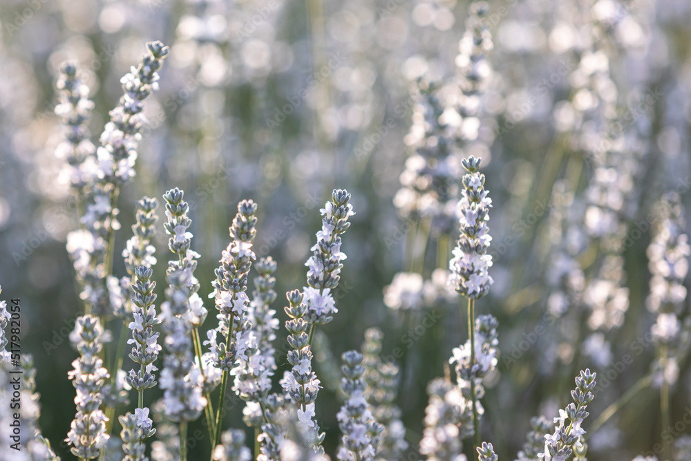 Wall mural sunset over a white lavender field in provence, france.