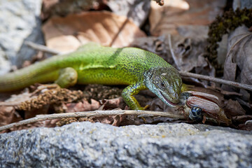 European green lizard (Lacerta viridis) feeding with a Cockchafer beetle (Melolontha melolontha)