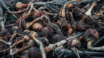 Fresh onions in the garden