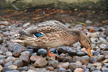 Photo of a duck near a lake