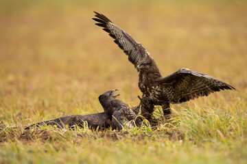 Pair of common buzzard, buteo buteo, in battle in grassland in autumn. Two feathered animals...