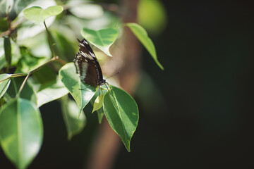 Close up of several beautiful vivid brown and blue tropical rainforest butterflies sitting on branch in butterfly garden. A butterfly feeds on a leaf. Big lovely Butterfly Blue Morpho.