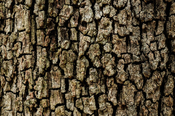 trunk background bark of a quercus tree