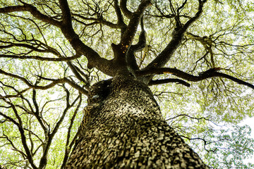 quercus tree silhouette seen from the bottom up in forest