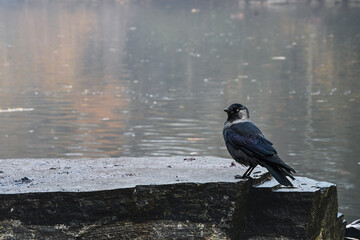 Photo of a black crow bird near a lake