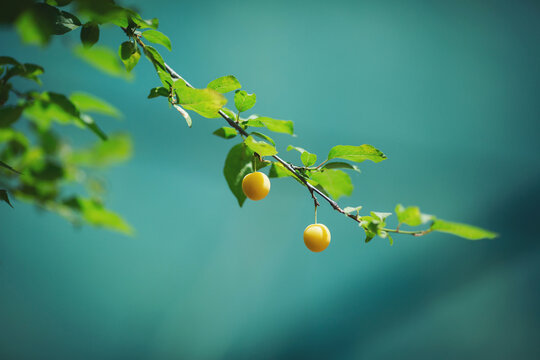 Cherry plum tree in orchard. Fruit and leaves on branches. Myrobalan plum. fresh plums on the tree. Mirabelle plums, or yellow plum, hanging on a tree full of fruits in summertime.