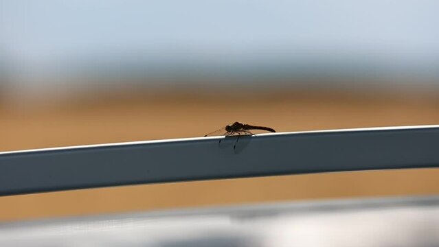 grey dragonfly before taking off on the car roof in town, horizontal. High quality Full HD footage.