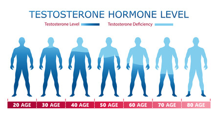 Testosterone hormone levels. Medical graphic chart with male body silhouette and age data.  Biological, medical, educational and scientific concept. Vector illustration - 517983283