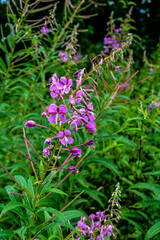 A great willowherb bloom with morning dewdrops.