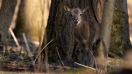 Baby mouflon, ovis orientalis, with open mouth in woodland in spring. Young mammal bleating in forest in springtime. Brown little wild sheep looking to the camera in wilderness.