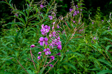 A great willowherb bloom with morning dewdrops.