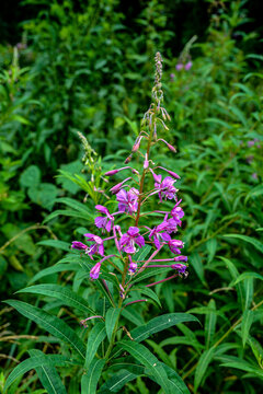 A great willowherb bloom with morning dewdrops.
