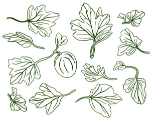 Gooseberry hand drawn vector illustration. Sketch berries and leaves drawing on white background.