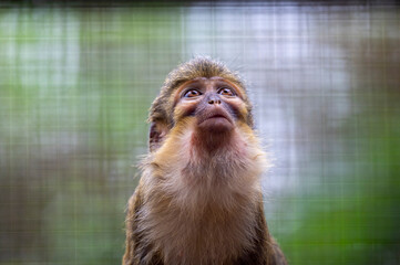 Mandrill Affe