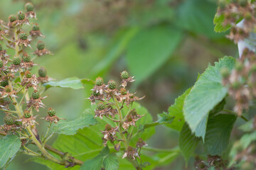 a lot of green unripe blackberry grow on the branches of a bush on a farm against other bushes