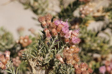 Pink flowering terminal racemose disciform head inflorescences of Pluchea Sericea, Asteraceae, native perennial monoecious evergreen shrub in Death Valley, Northern Mojave Desert, Springtime.