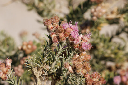 Pink flowering terminal racemose disciform head inflorescences of Pluchea Sericea, Asteraceae, native perennial monoecious evergreen shrub in Death Valley, Northern Mojave Desert, Springtime.