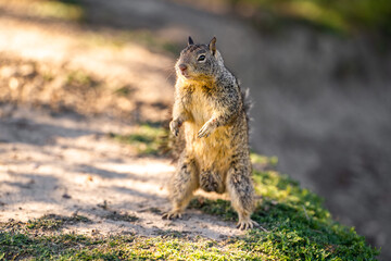Naklejka na ściany i meble California Ground Squirrel (Spermophilus beecheyi) stands on its hind legs.