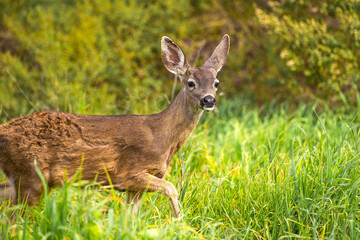 A young California Mule Deer (Odocoileus hemionus californicus) stands on a meadow. 