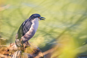 Black-crowned night heron (Nycticorax nycticorax) stands on the shore of a lake.