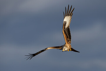 Red kite, milvus milvus, flying in clouds in springime with copy space. Bird with brown and white wings in the air. Wild feathered predator in flight in spring nature.